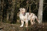 BERGER AUSTRALIEN PUPPIES 633
